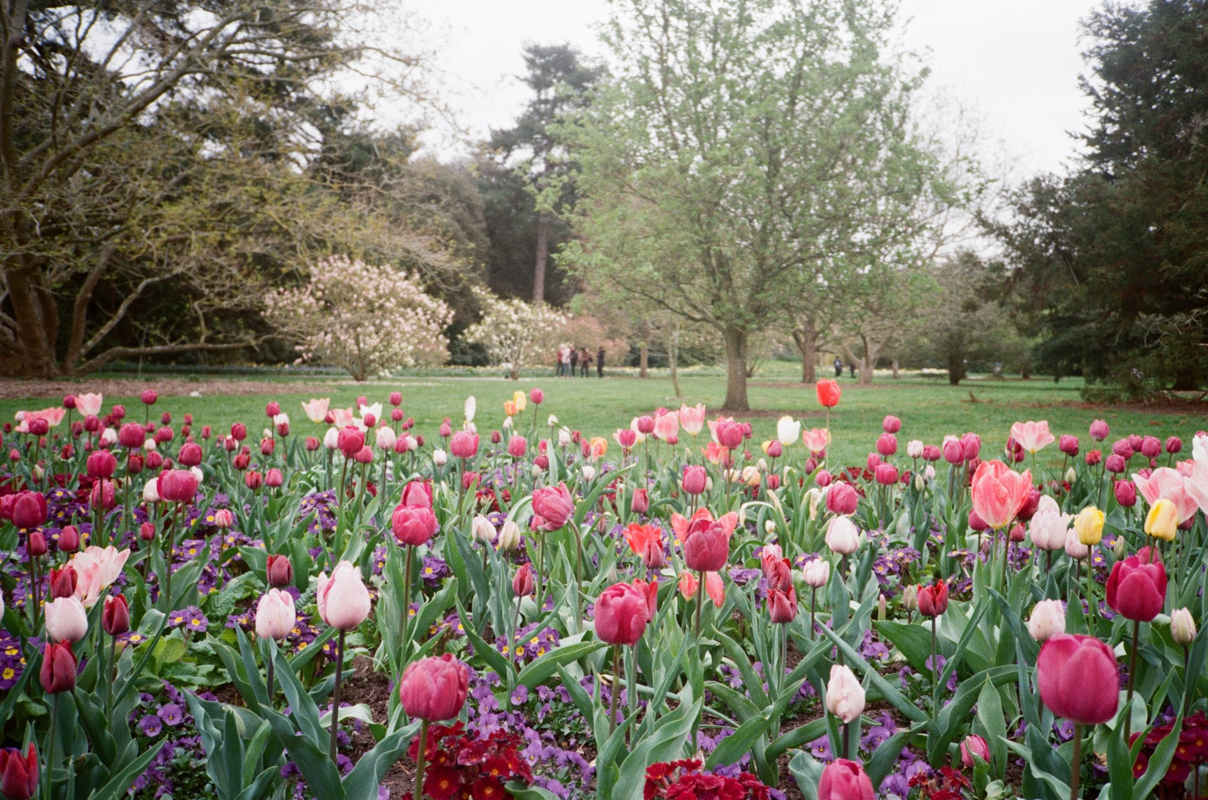 Olympus XA2, Kodak Gold — popping flowers against a washed-out overcast sky.